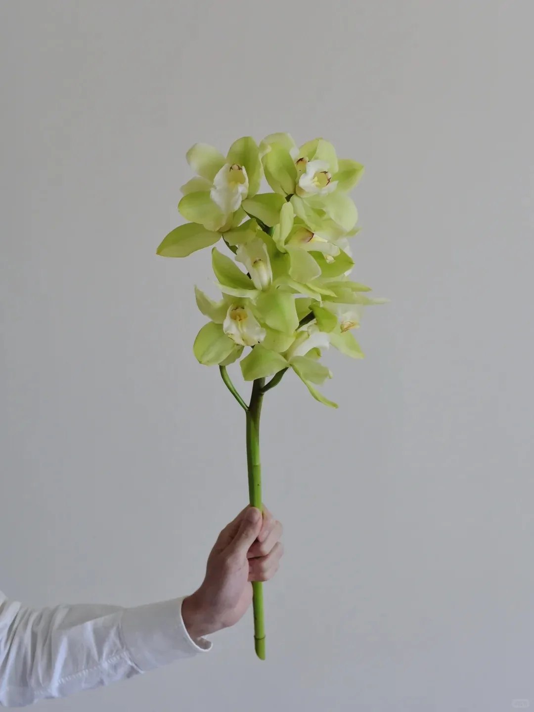 大花惠兰 · 大花蕙兰·绿色1